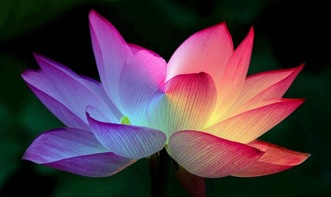 lotus-flower-5151674_1920 (2)